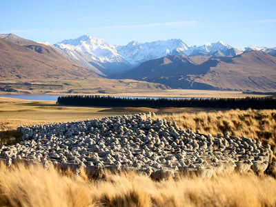 Inside Golden Rabbit